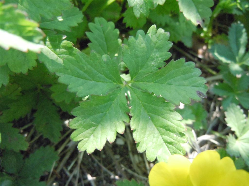 Potentilla reptans